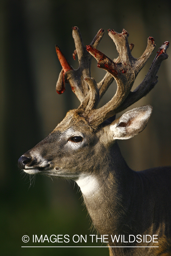 Whitetail buck shedding velvet