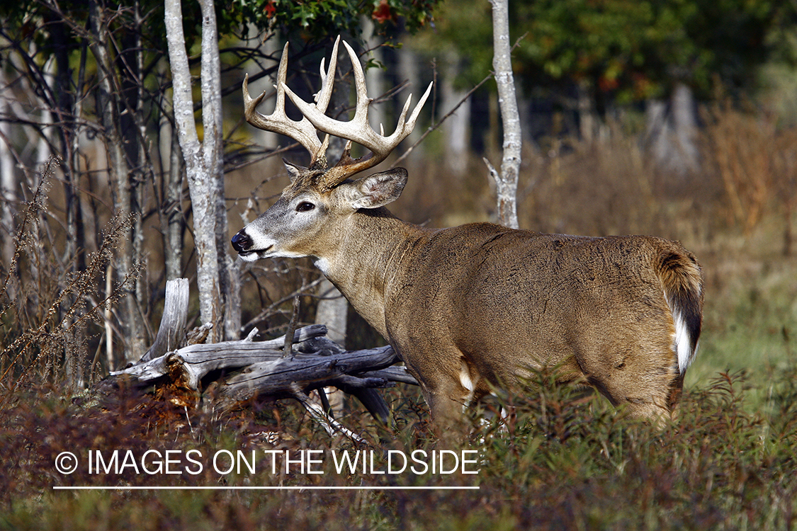 Whitetail buck in habitat