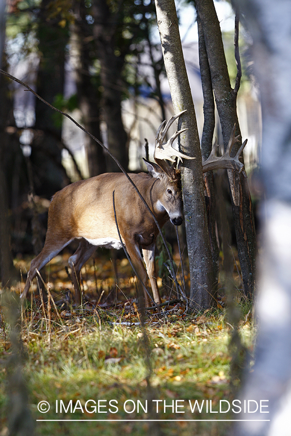 Whitetail buck rubbing antlers on tree