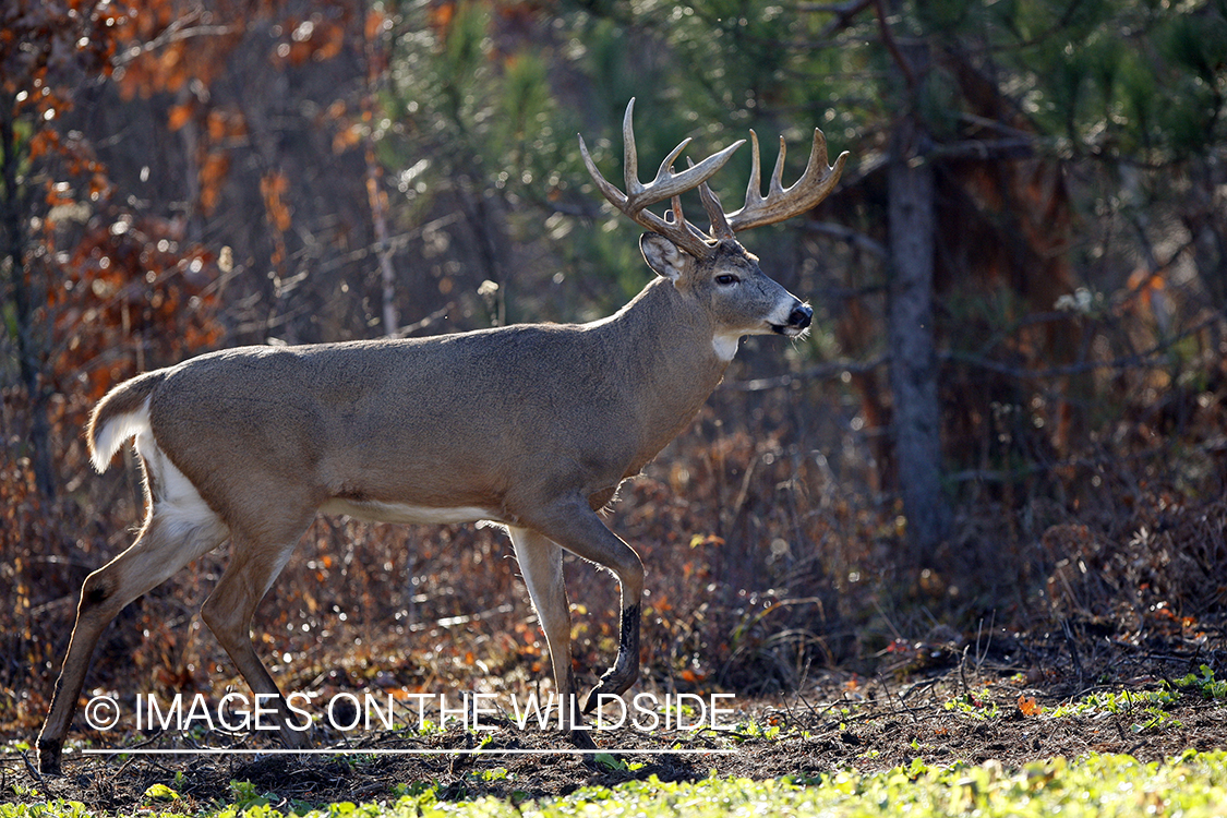 Whitetail buck in habitat