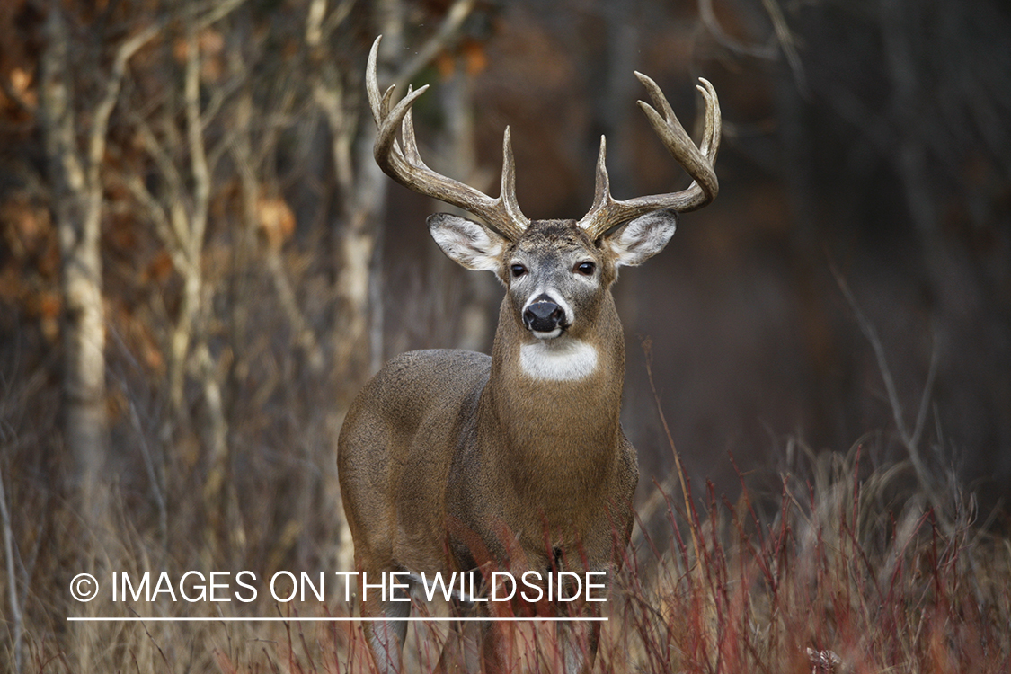 Whitetail buck in habitat.