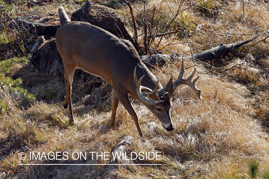 Whitetail buck in habitat.