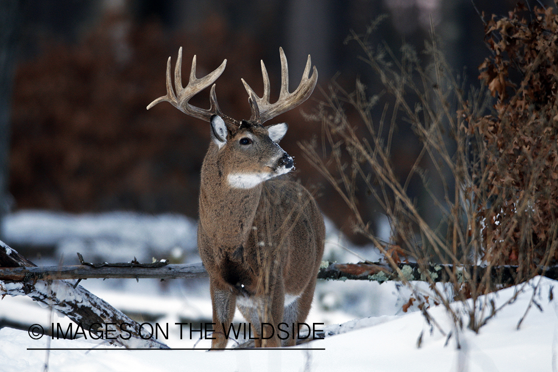 White-tailed buck in habitat.