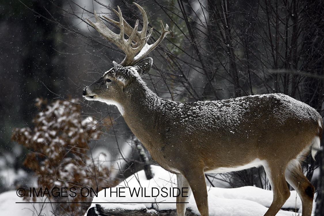 White-tailed buck in habitat.