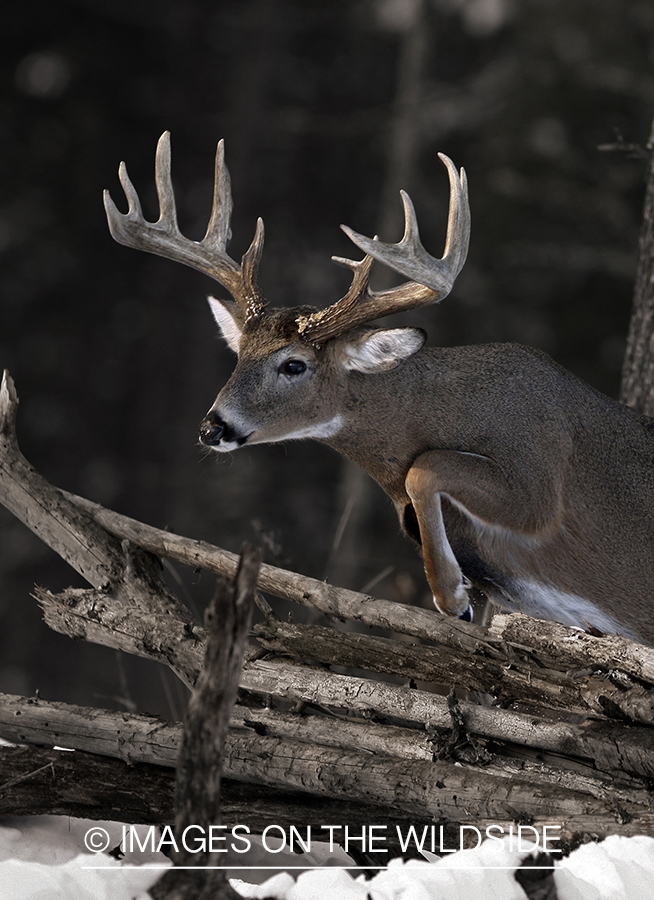 Whitetail in habitat (Original image # 00271-044.11D)