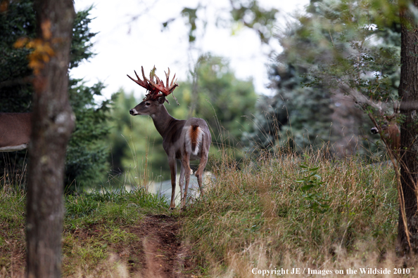 White-tailed buck in habitat in the velvet