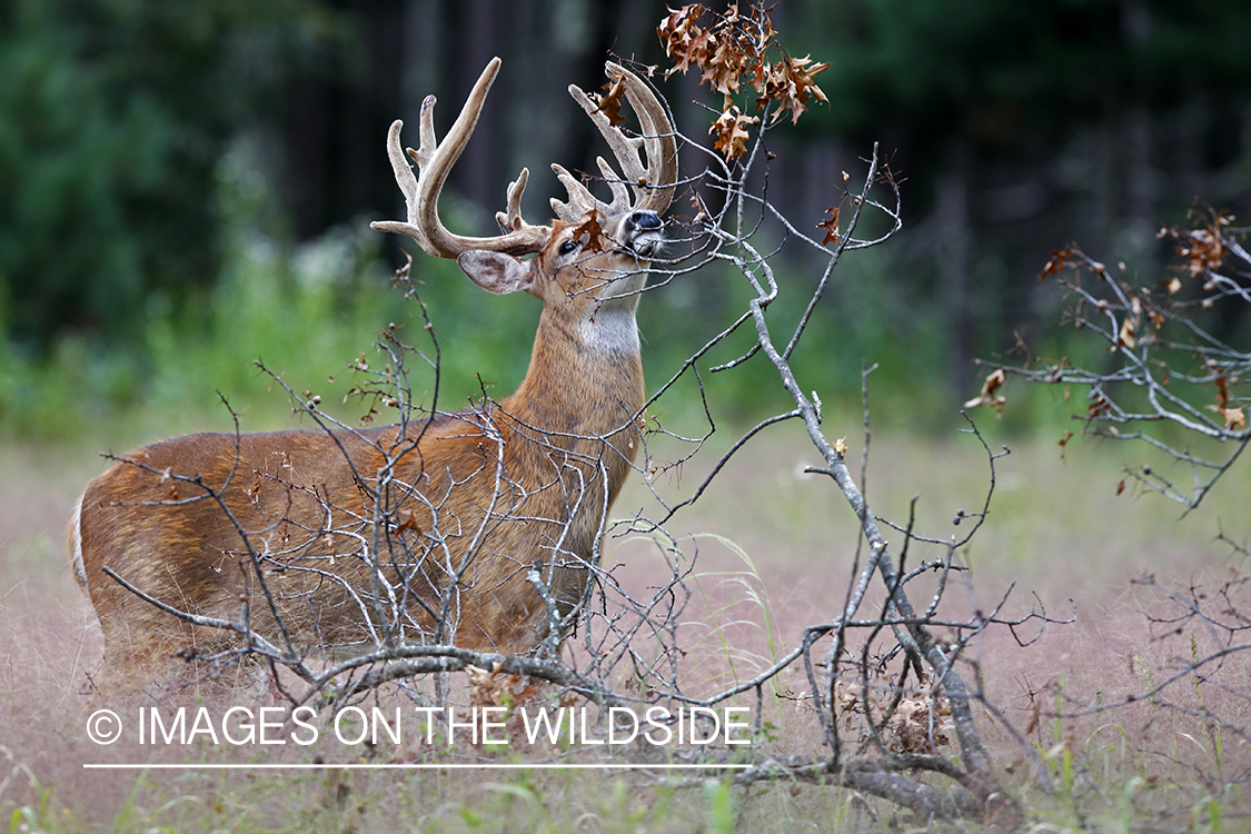 White-tailed buck in velvet 