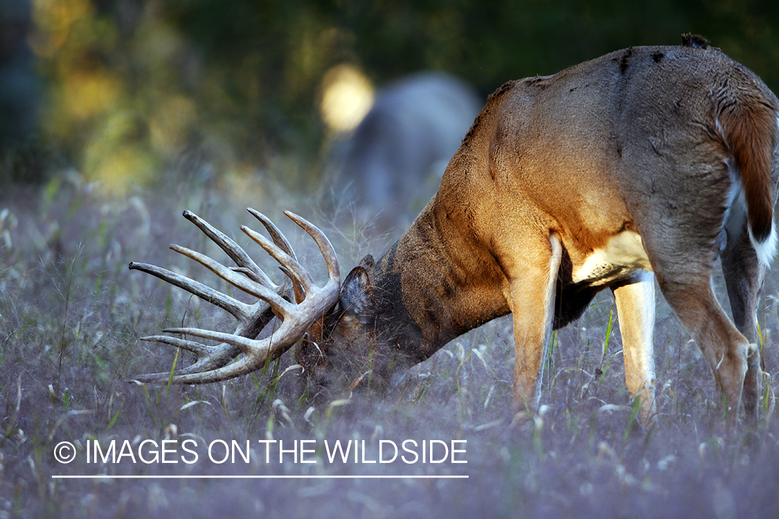 White-tailed buck in habitat. *