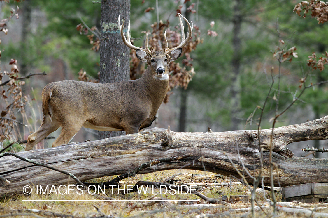 White-tailed buck in habitat. *