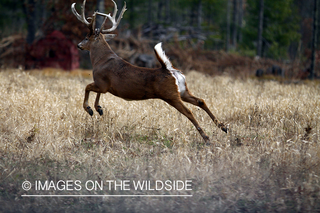 White-tailed buck running in habitat. *