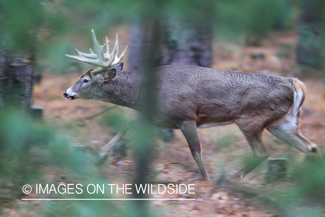 White-tailed buck in habitat. 