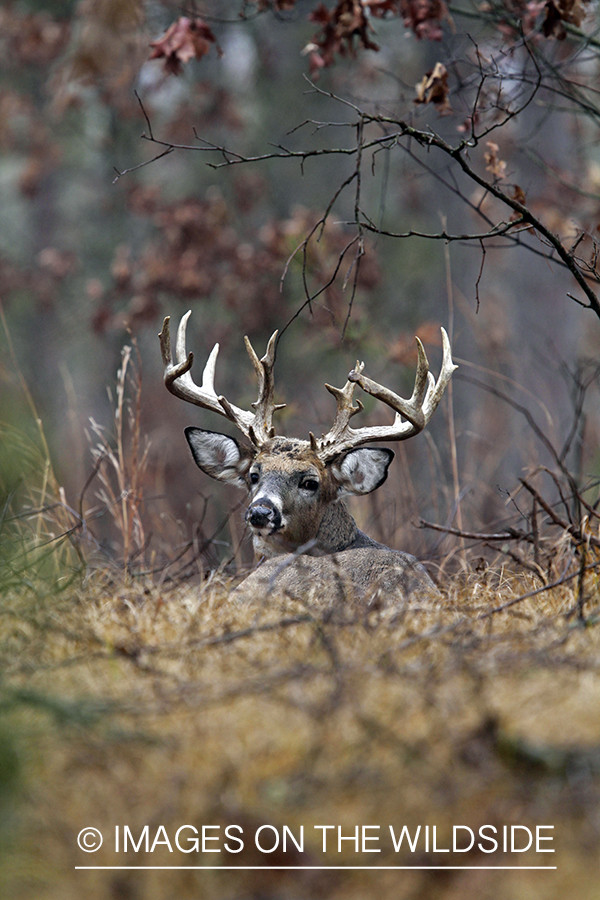 White-tailed buck in habitat. *