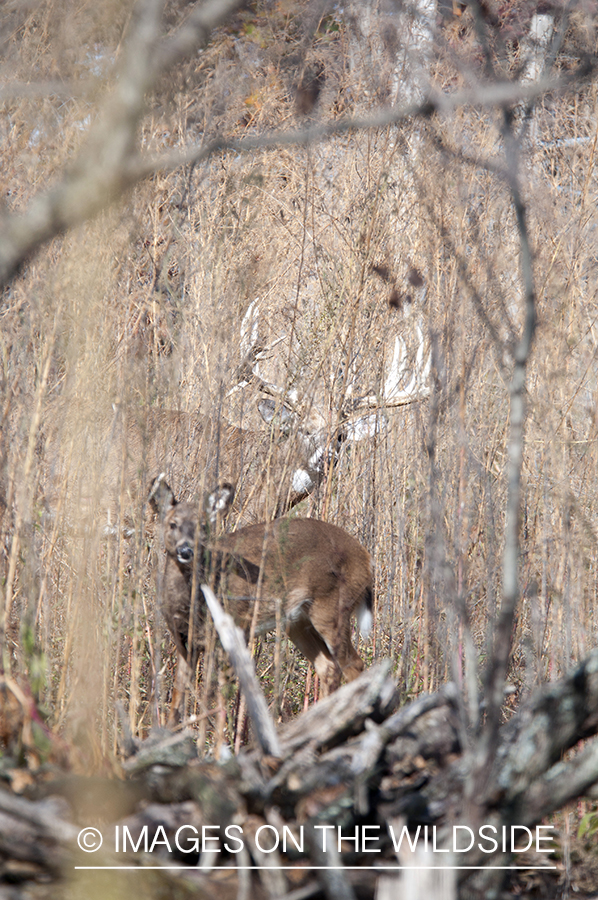 White-tailed buck with doe in field. 