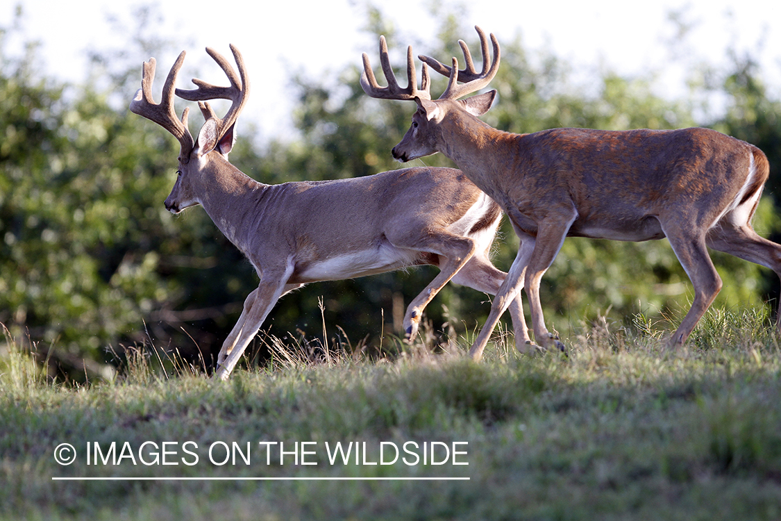 White-tailed bucks in velvet.  