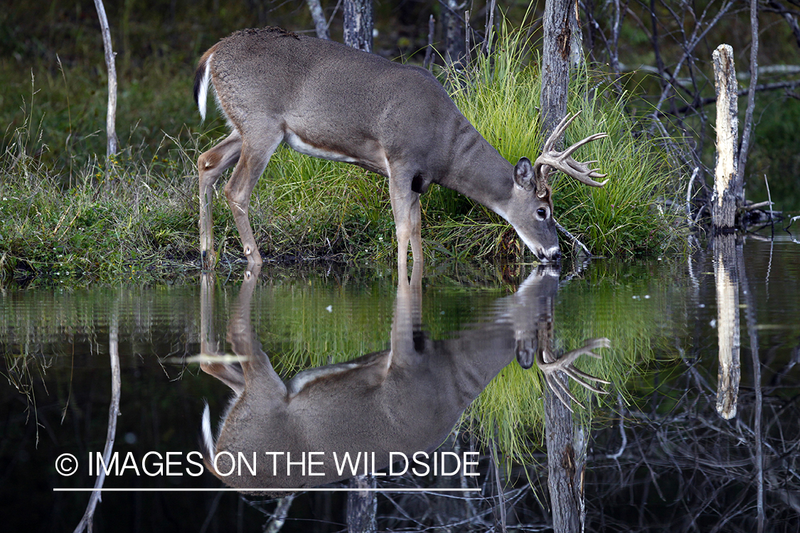 White-tailed buck with reflection. 