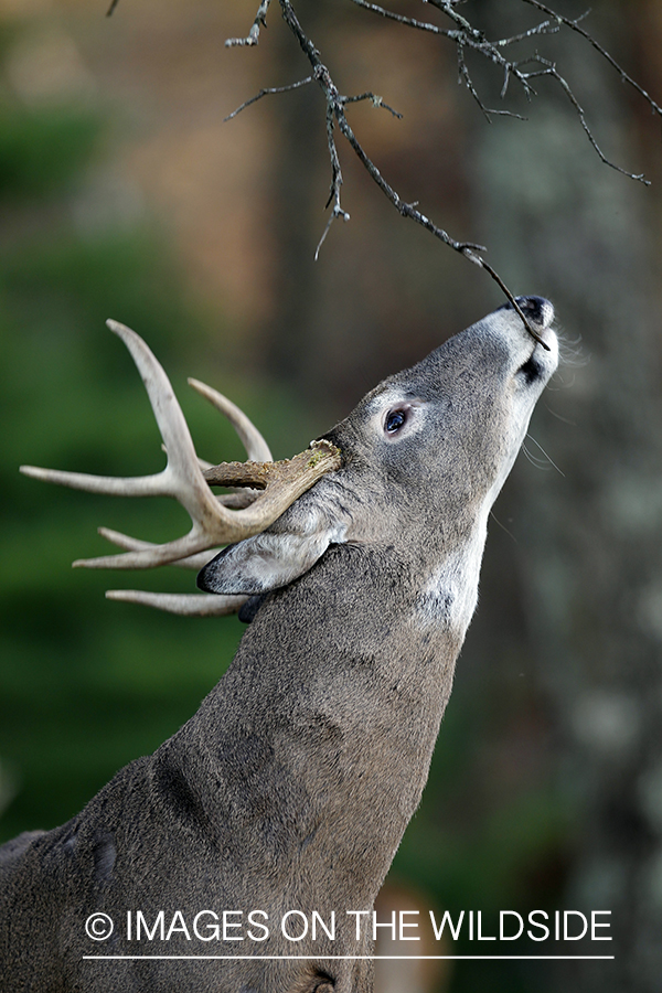 White-tailed buck investigating tree branch. 