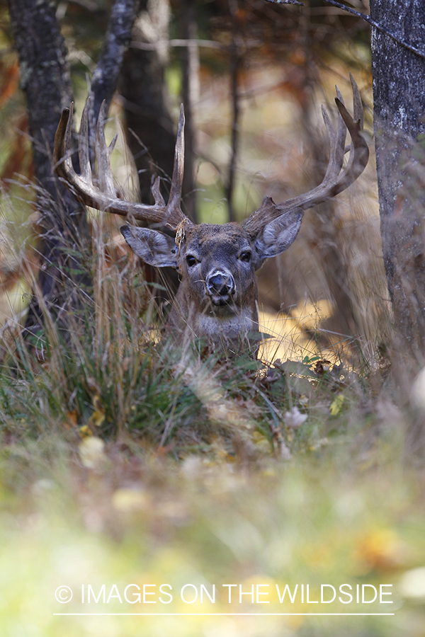 White-tailed buck in habitat. 