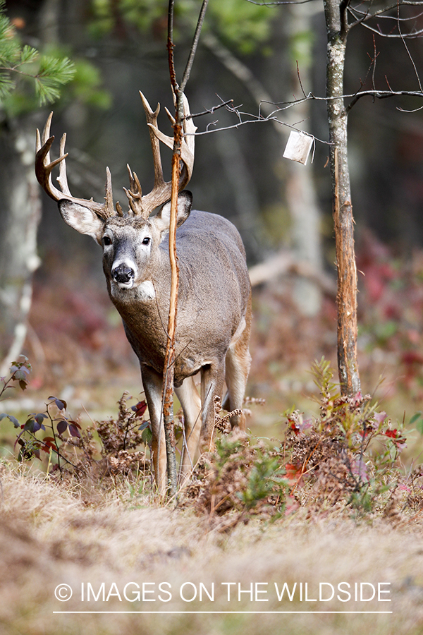 White-tailed buck with scent packet.  