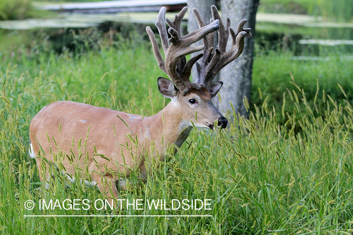 White-tailed buck in velvet.