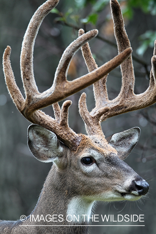 White-tailed buck in habitat.