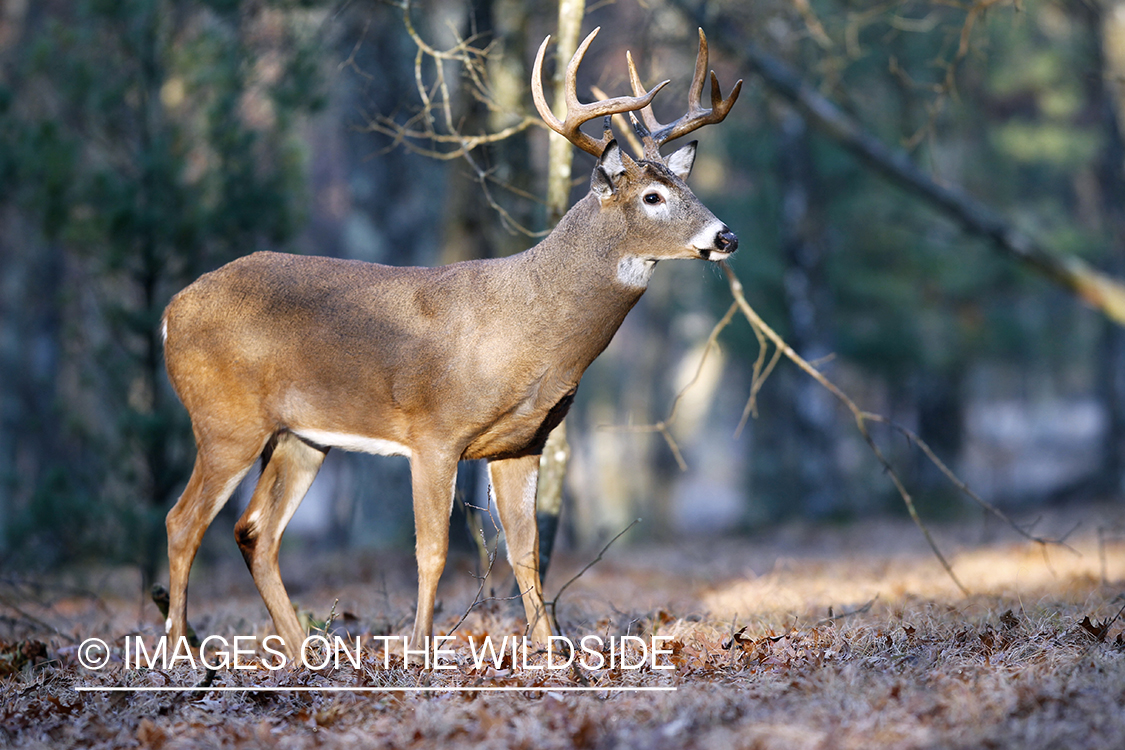 White-tailed buck in habitat.