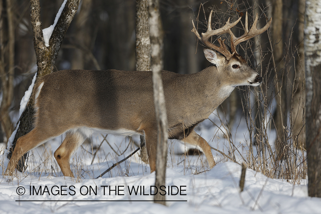 White-tailed buck in winter habitat.