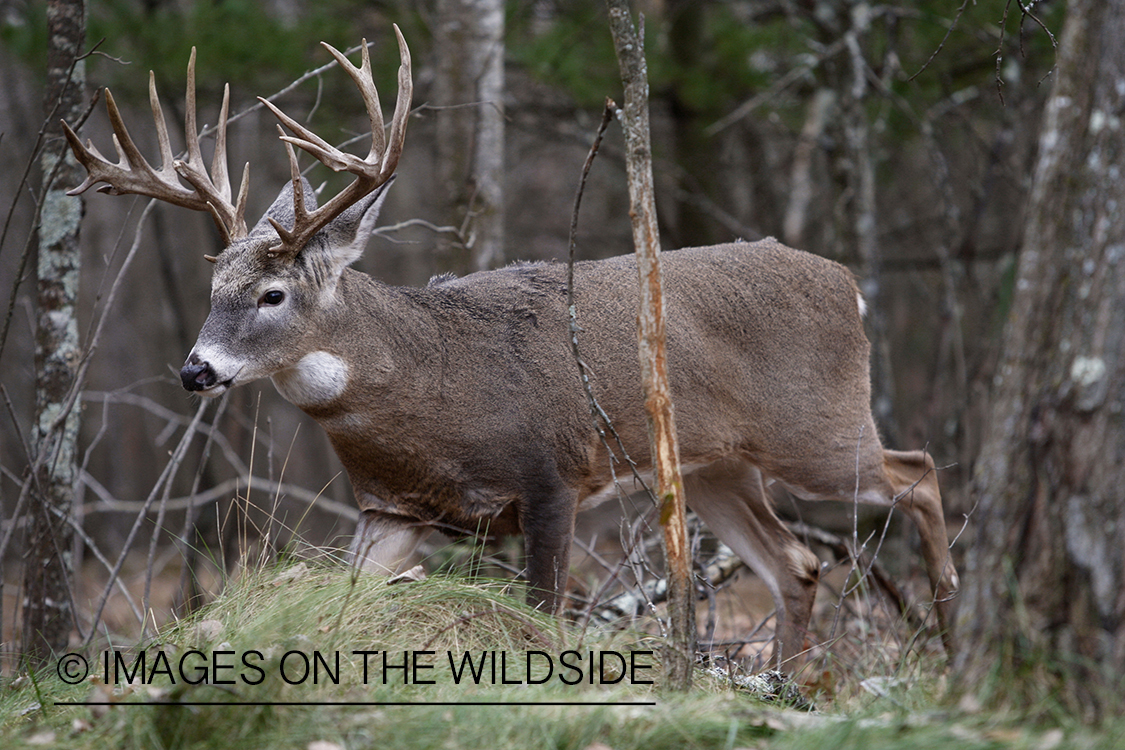 White-tailed buck in habitat.