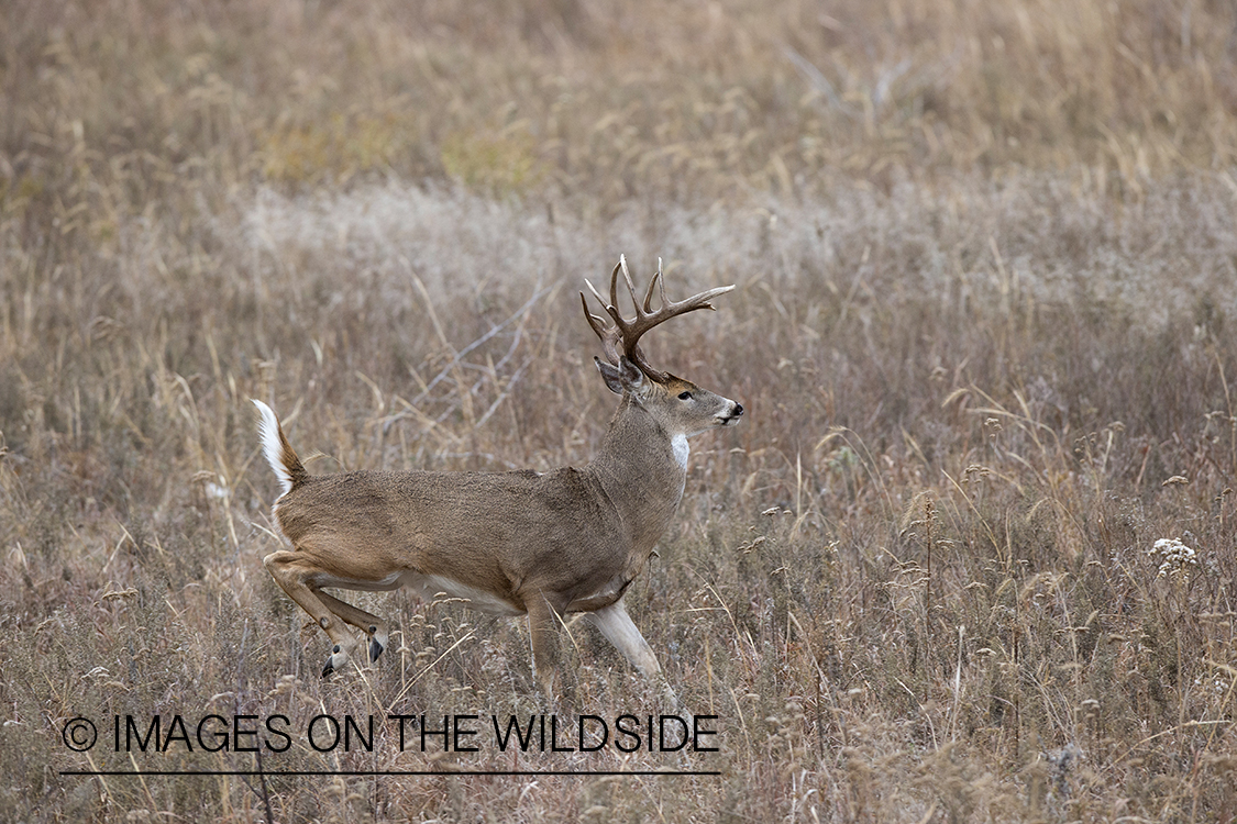 White-tailed buck running in habitat.