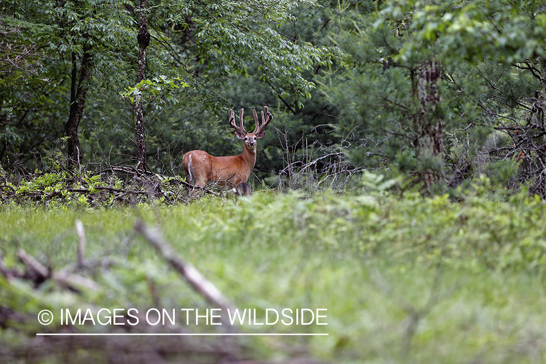 White-tailed buck in habitat.