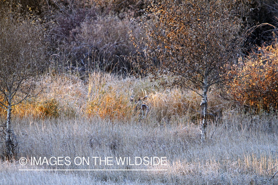 View of White-tailed buck in habitat from tree stand.