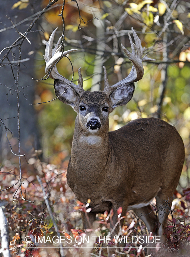 White-tailed buck in habitat.