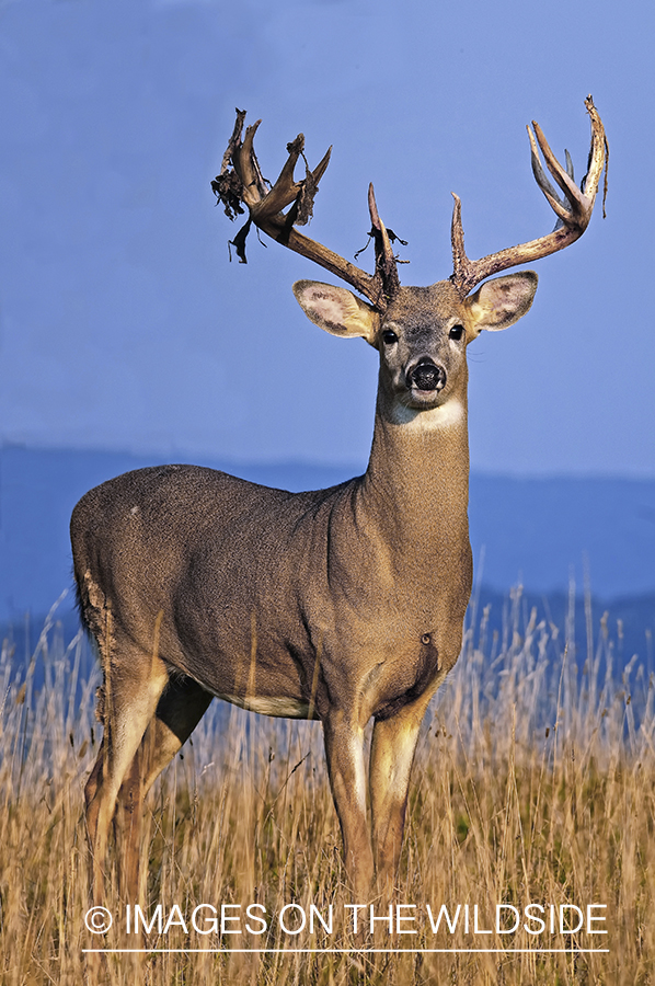 White-tailed buck shedding velvet.