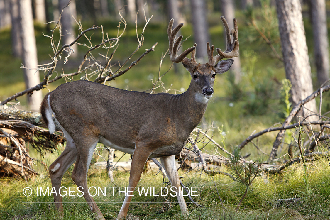 White-tailed buck in habitat.