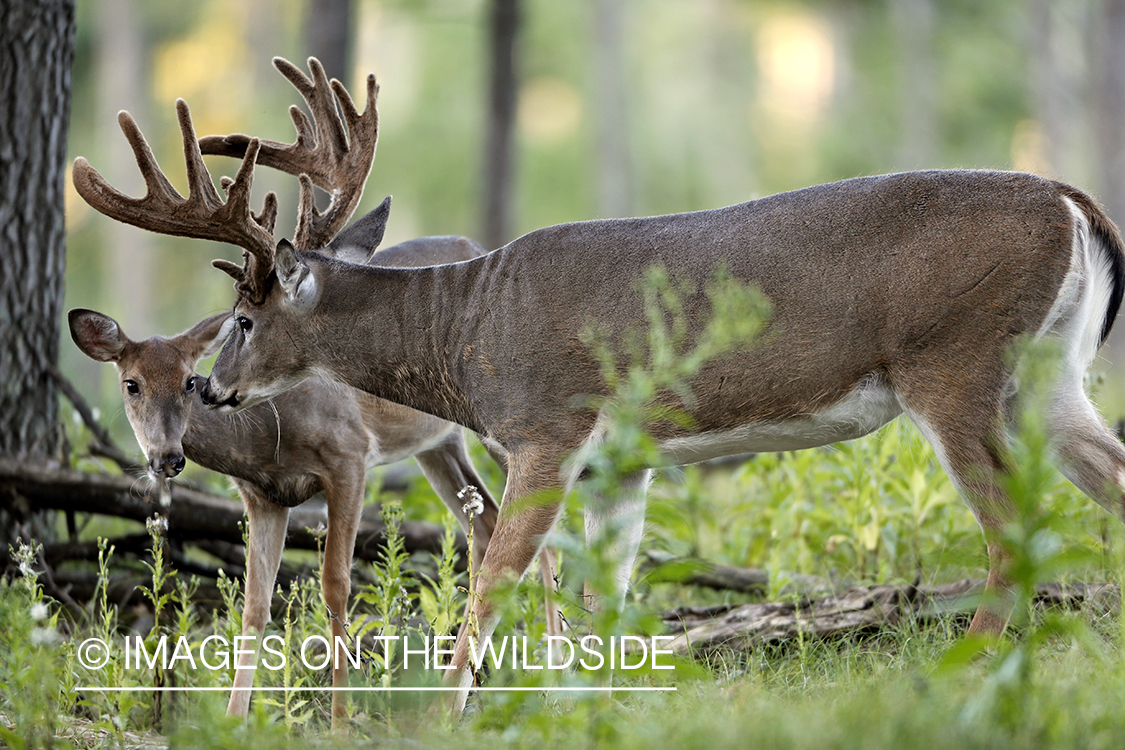 White-tailed buck and doe in habitat.