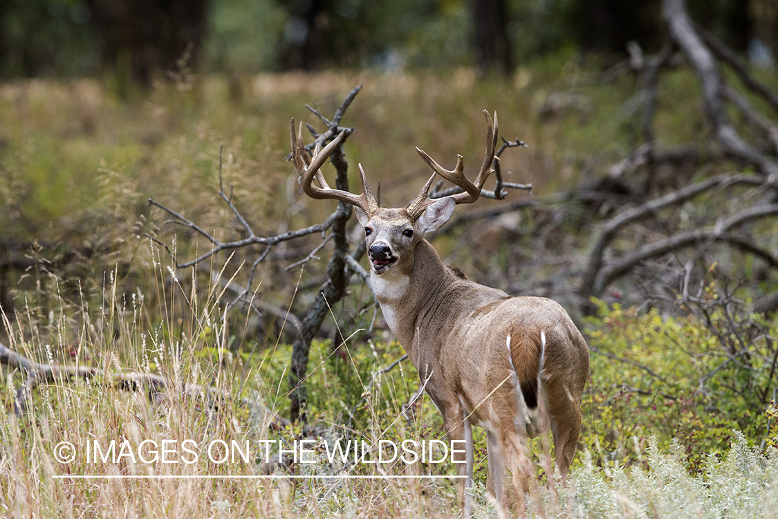 White-tailed buck bugling during the rut.