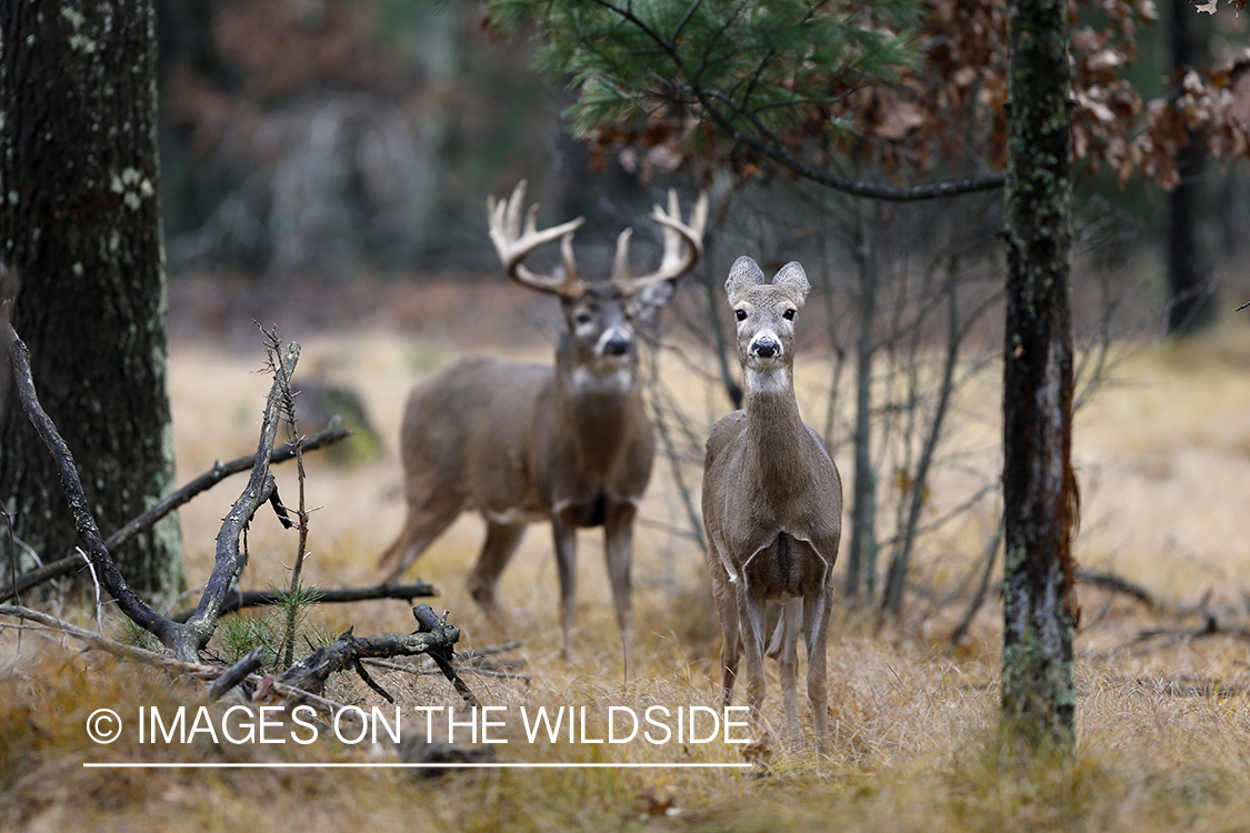 White-tailed buck approaching doe in the rut. 