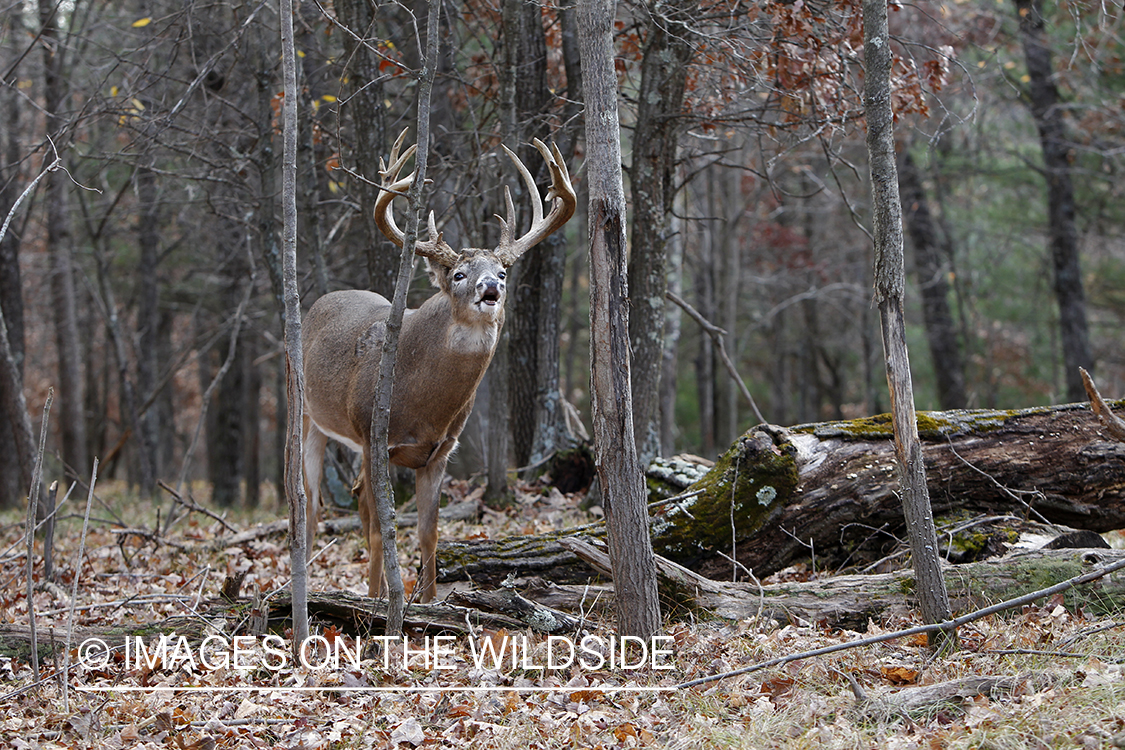 White-tailed buck lip curling.