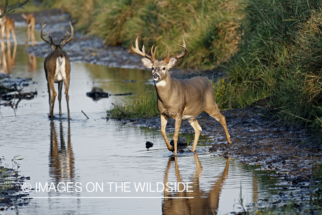 White-tailed Bucks in Velvet in creek.