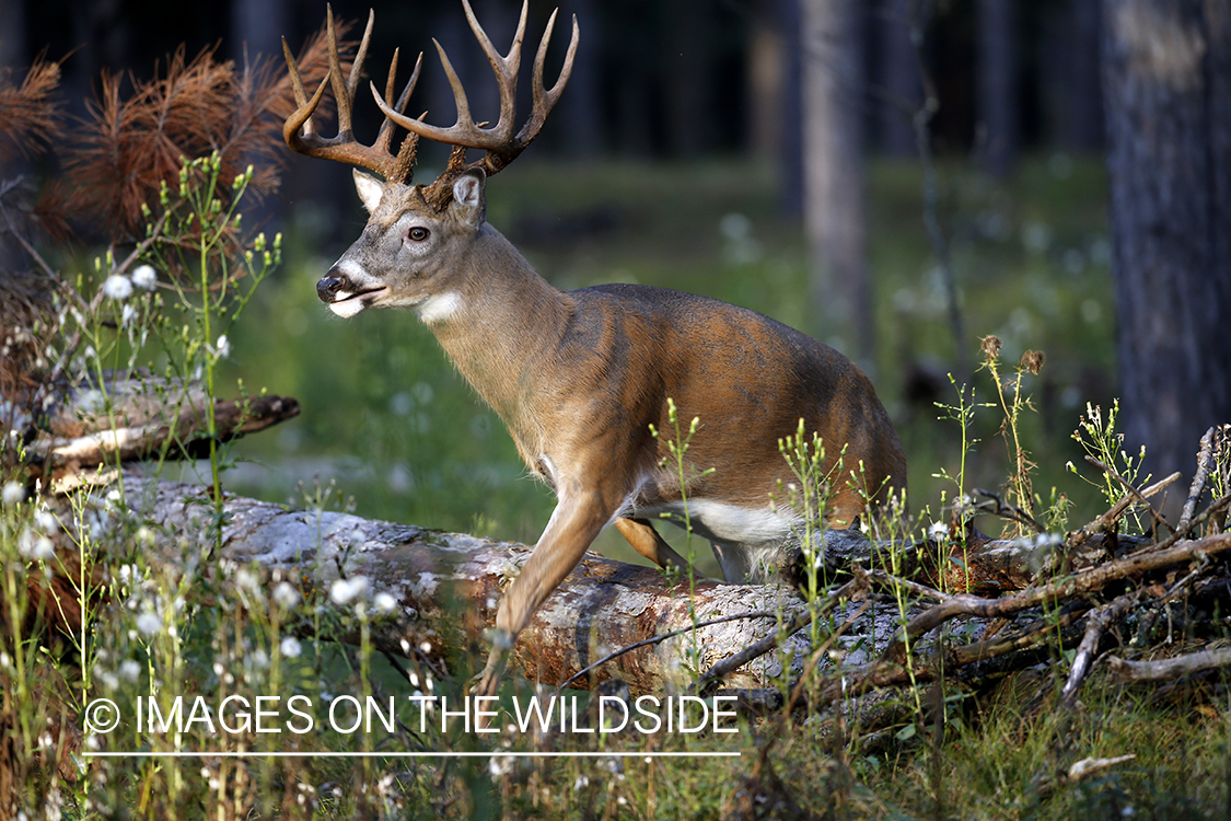 White-tailed buck jumping over log.