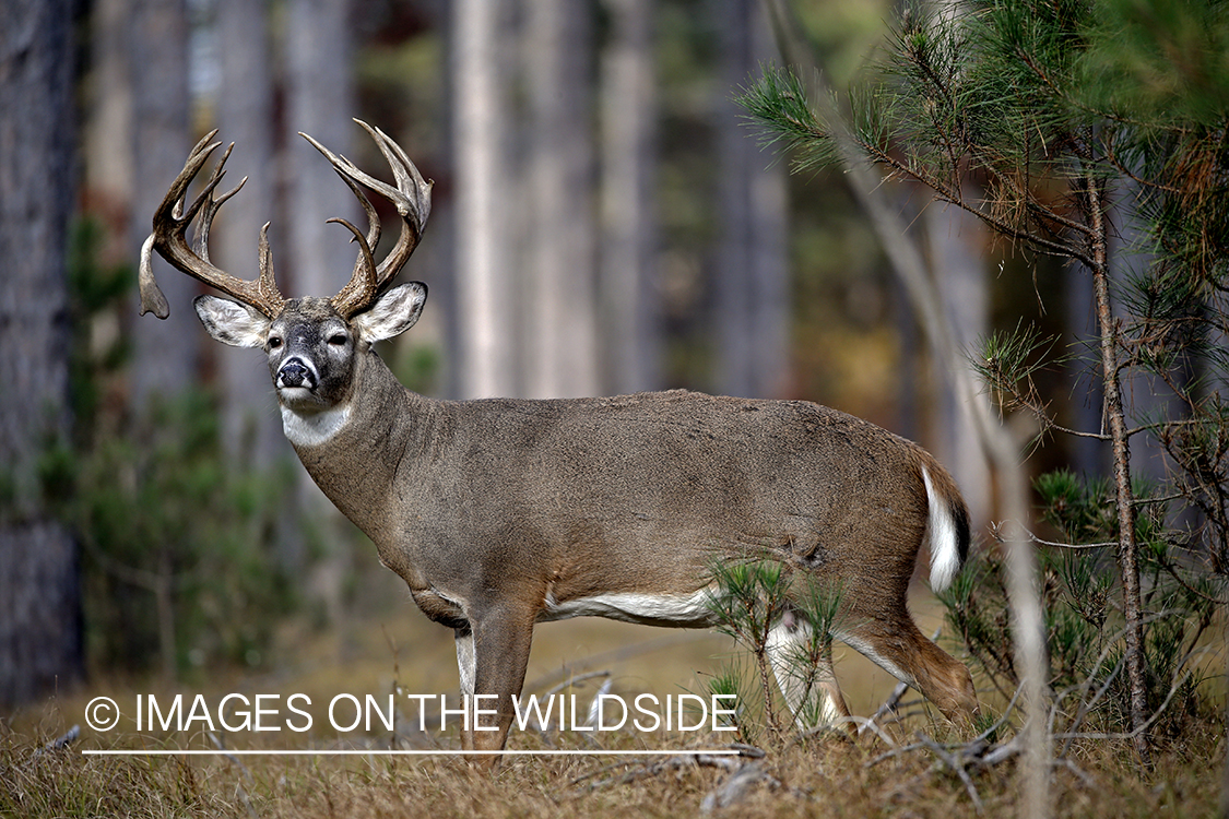 White-tailed buck in woods.