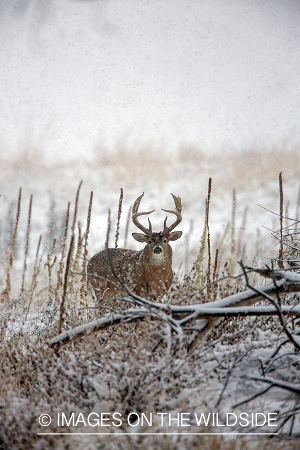 White-tailed buck in tree line.