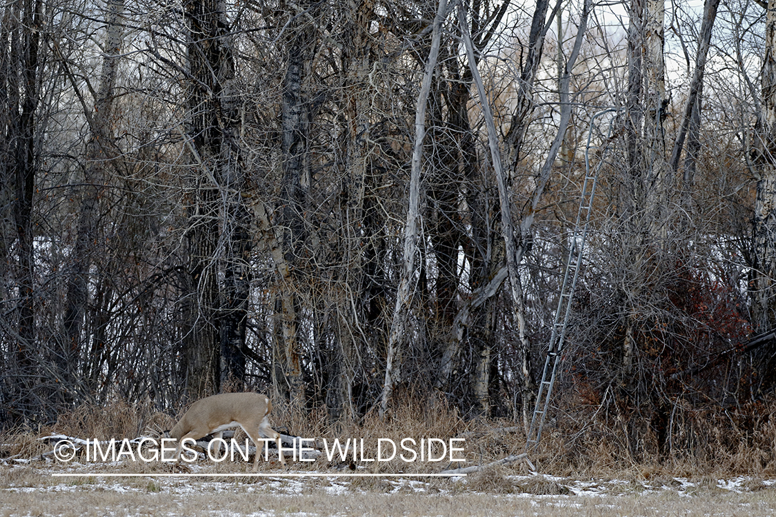 White-tailed buck under tree stand.