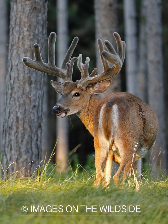 White-tailed buck in velvet.