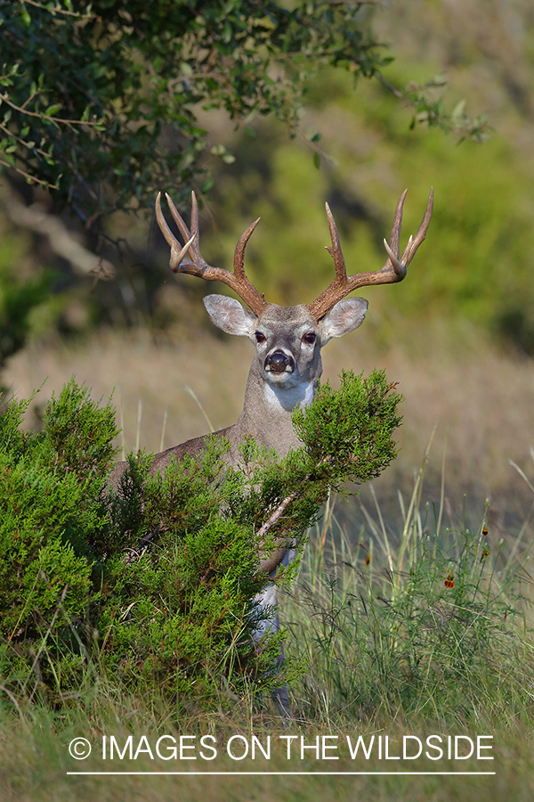 White-tailed deer.