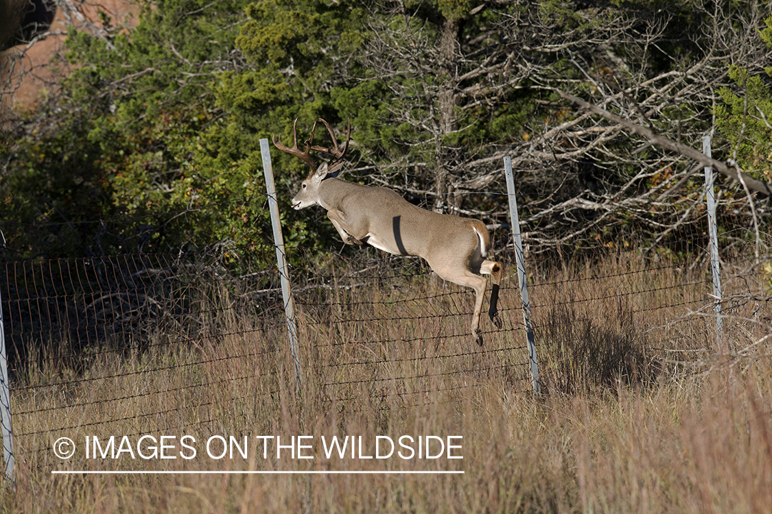 White-tailed buck jumping.