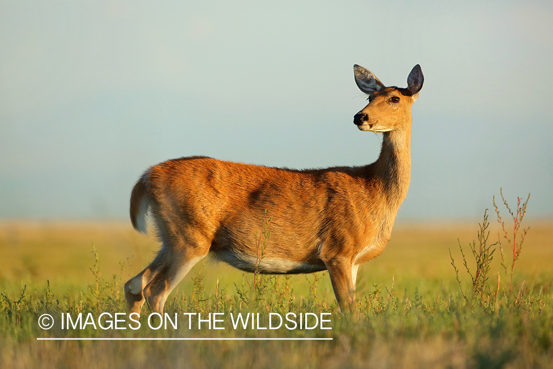 White-tailed deer in field.