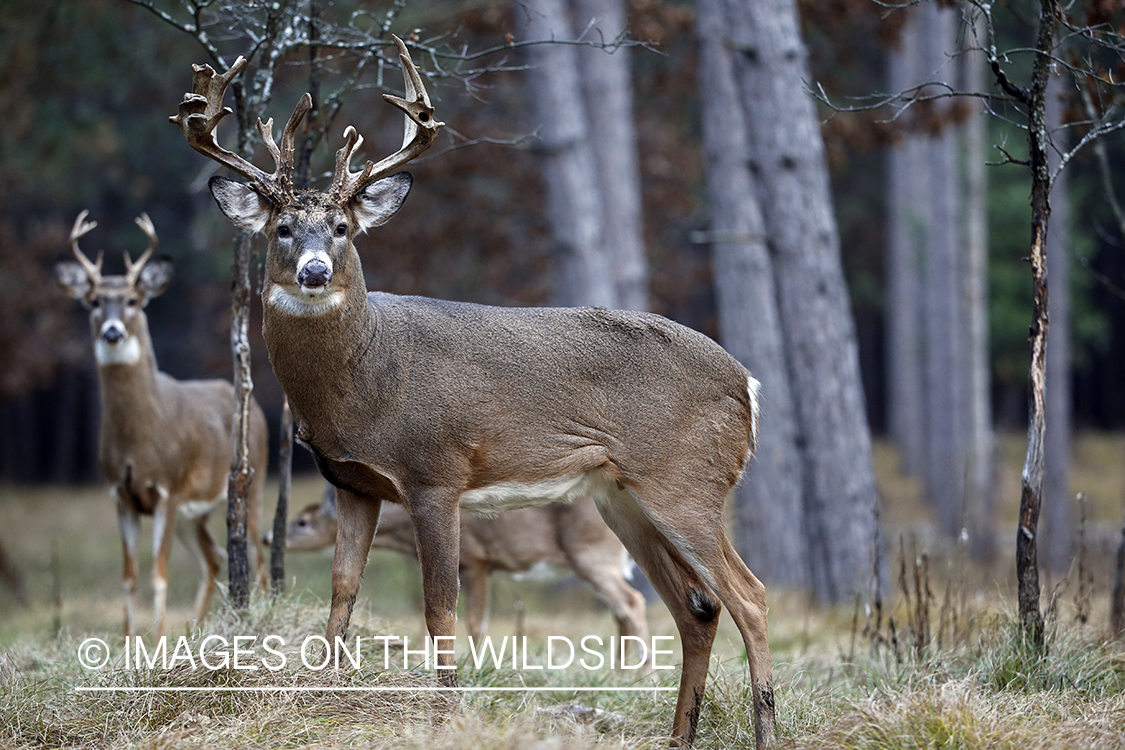 White-tailed bucks in field.