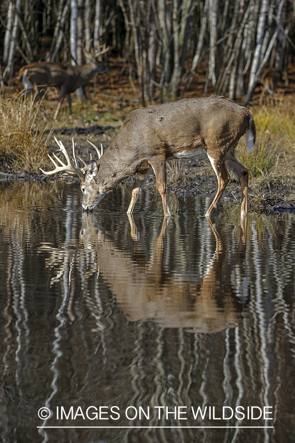 White-tailed buck in water.