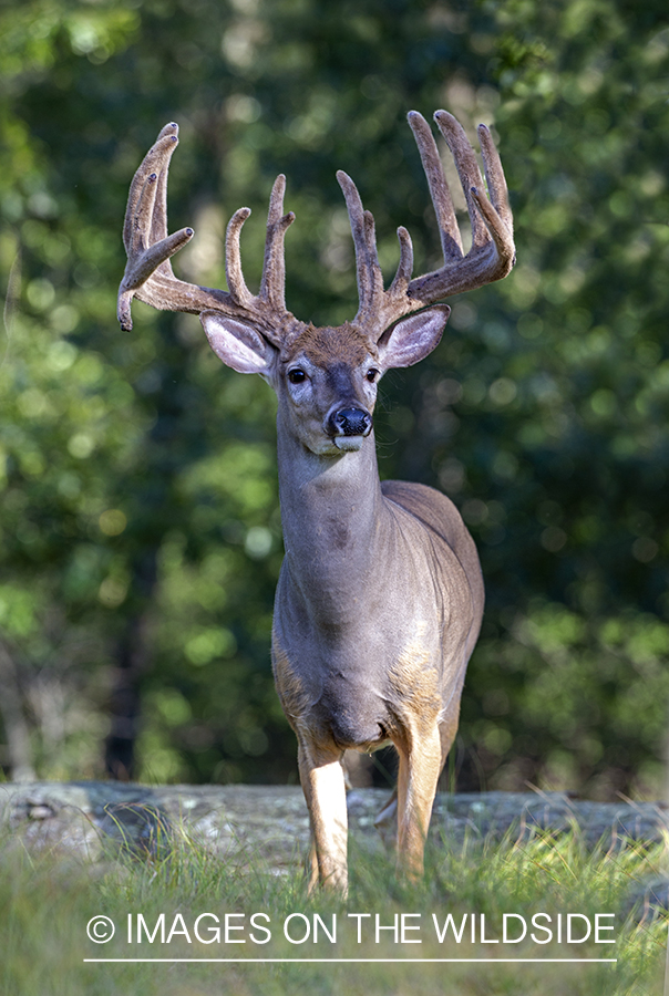 White-tailed buck in Velvet.