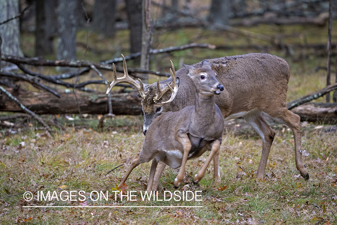 White-tailed buck chasing doe.